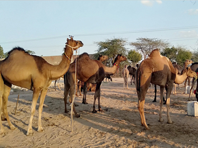 The Nagaur Cattle Fair
